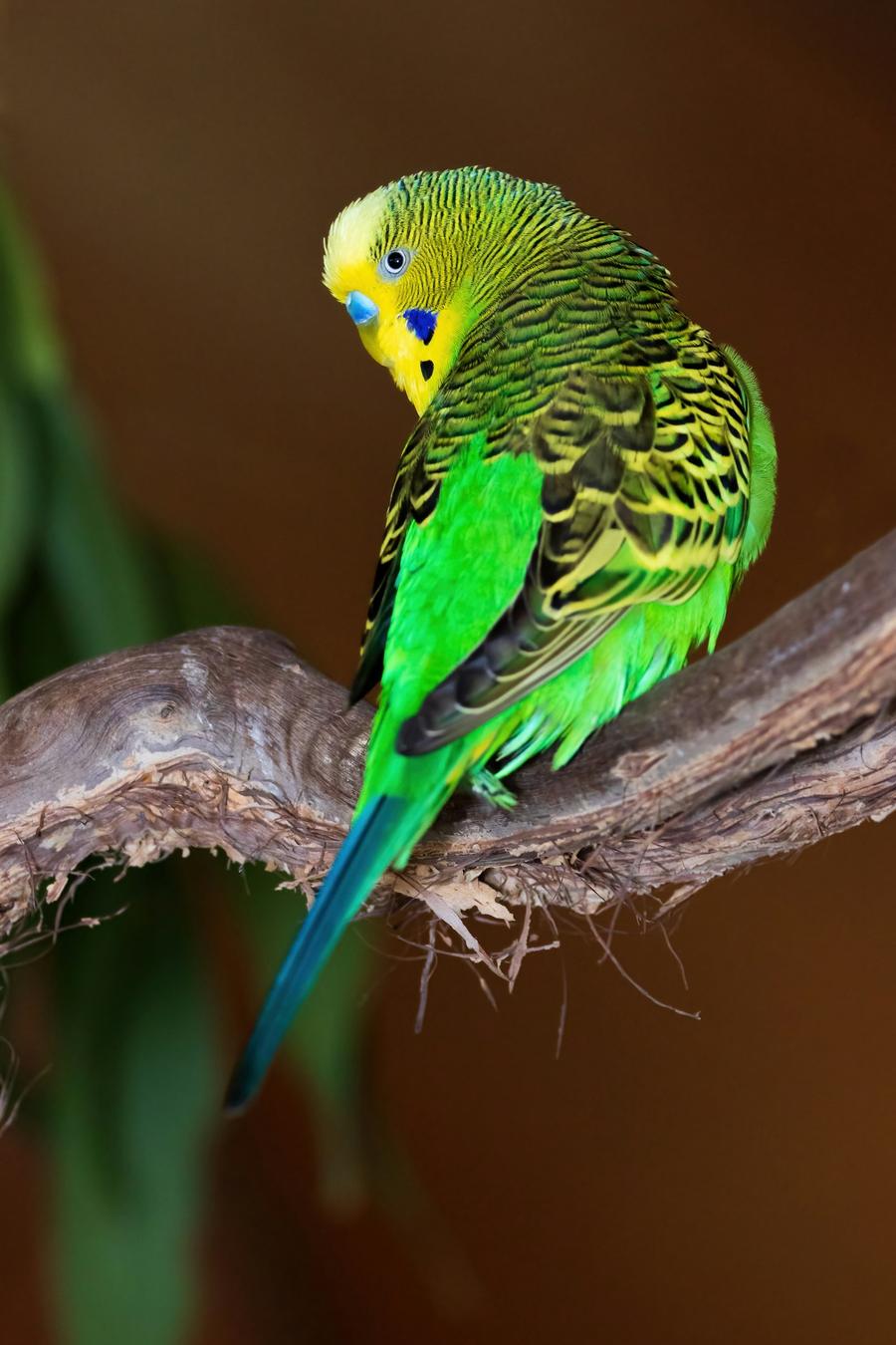Pájaros