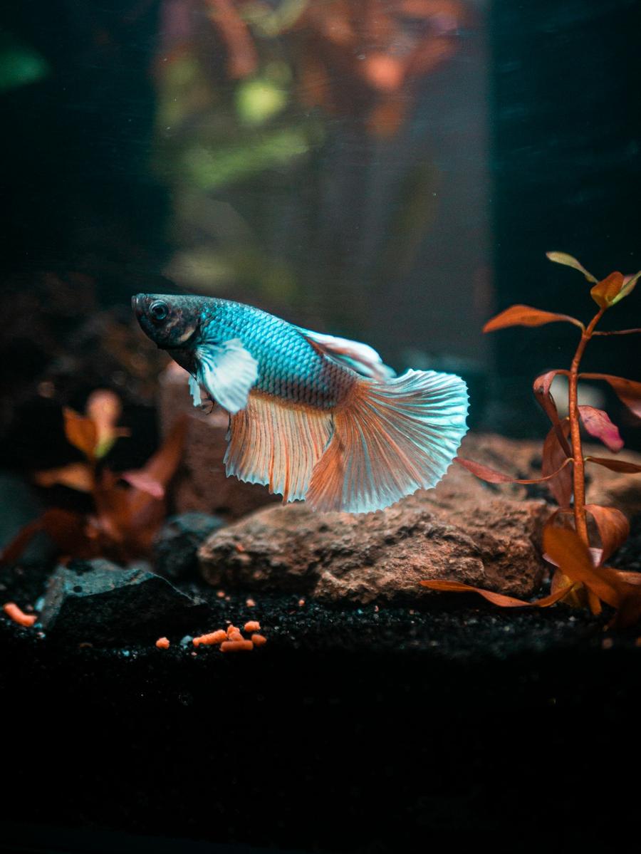 Peces