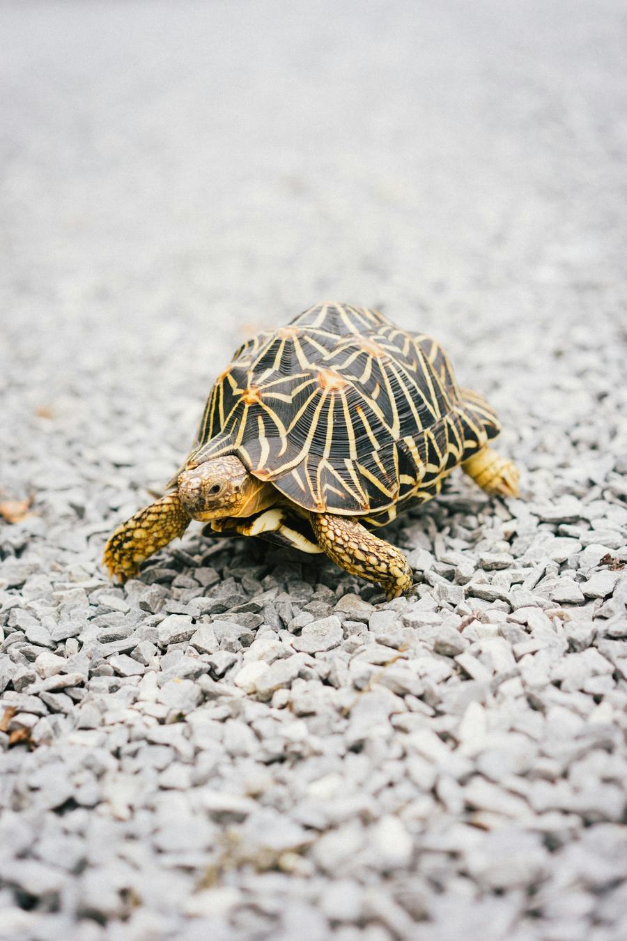 Tortugas