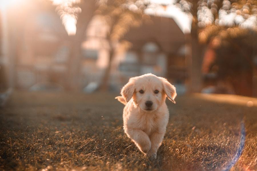 Paseo
